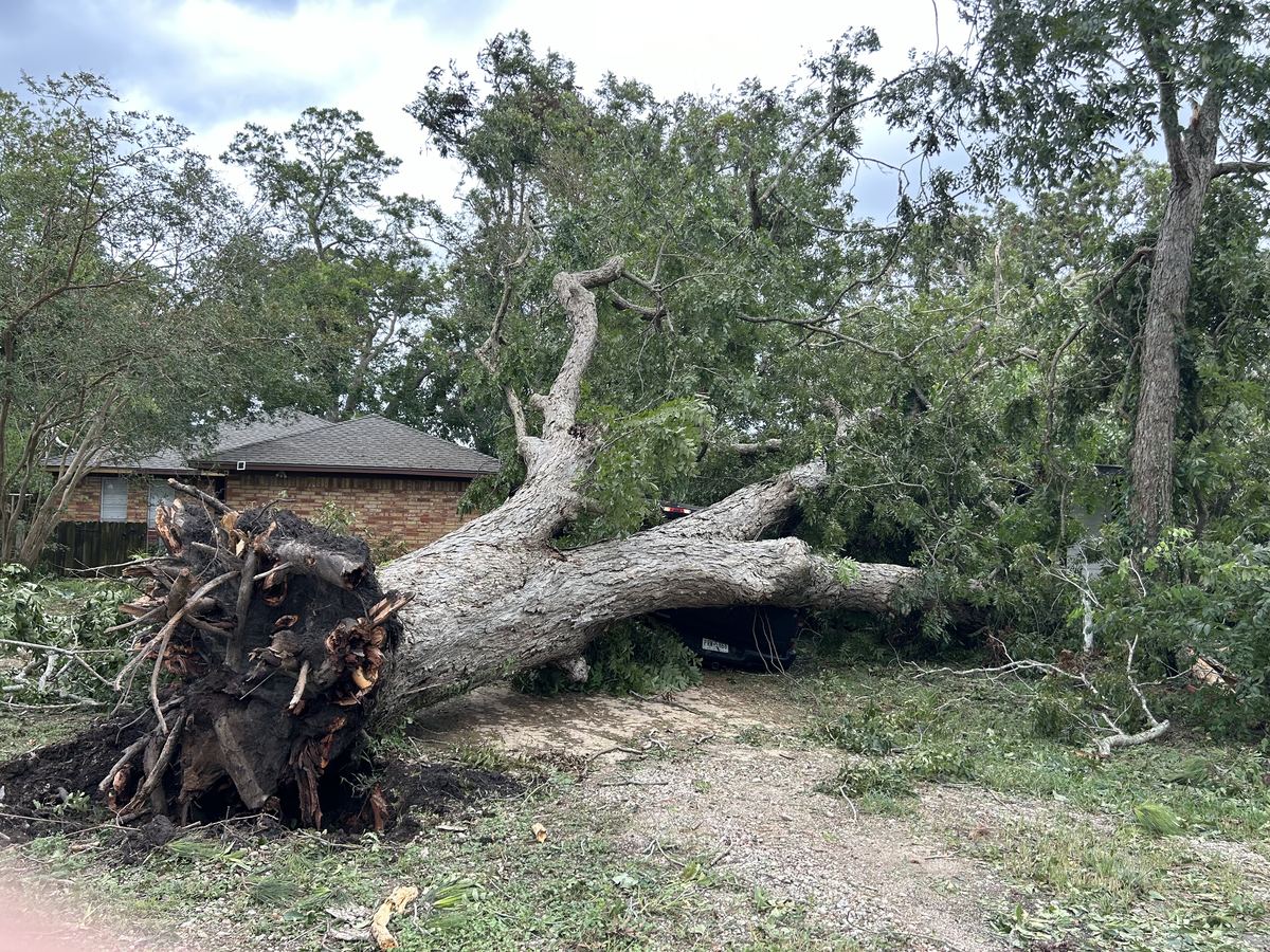 Large tree uprooted and fallen near a San Antonio home after a storm